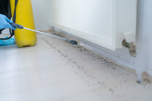Best Flea Control Services  in Roanoke, TX