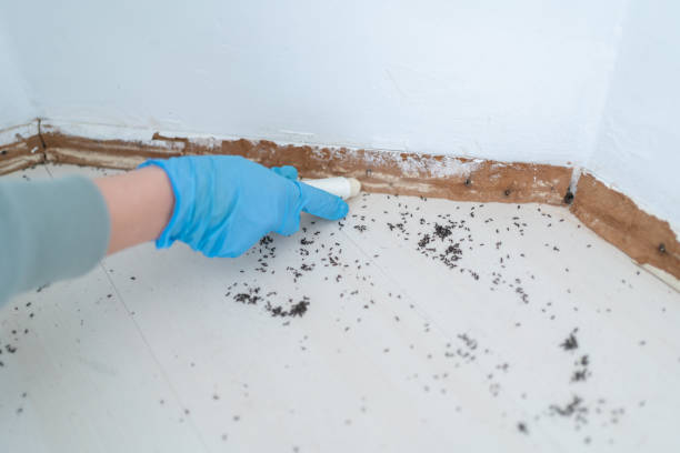 Best Cockroach Control Services  in Roanoke, TX